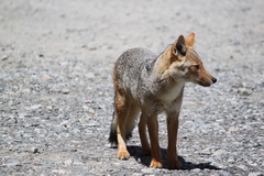 Lycalopex culpaeus culpaeus