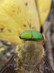 Esenbeckia