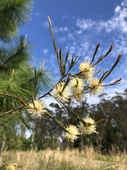 Melaleuca nodosa