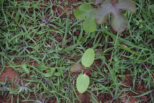 Jatropha elegans (Pohl) Klotzsch 2
