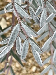 Astragalus palmeri