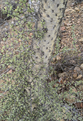 Fouquieria columnaris
