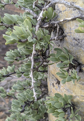 Fouquieria columnaris