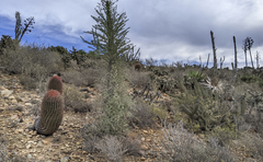 Fouquieria columnaris