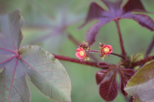 Jatropha elegans (Pohl) Klotzsch 3