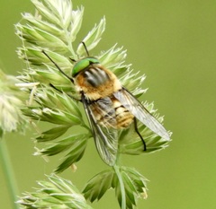 Scaptia patula