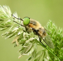 Scaptia patula