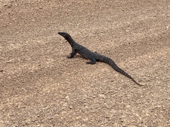 Varanus rosenbergi