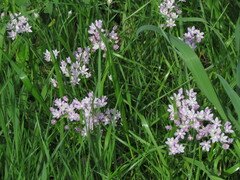 Allium drummondii