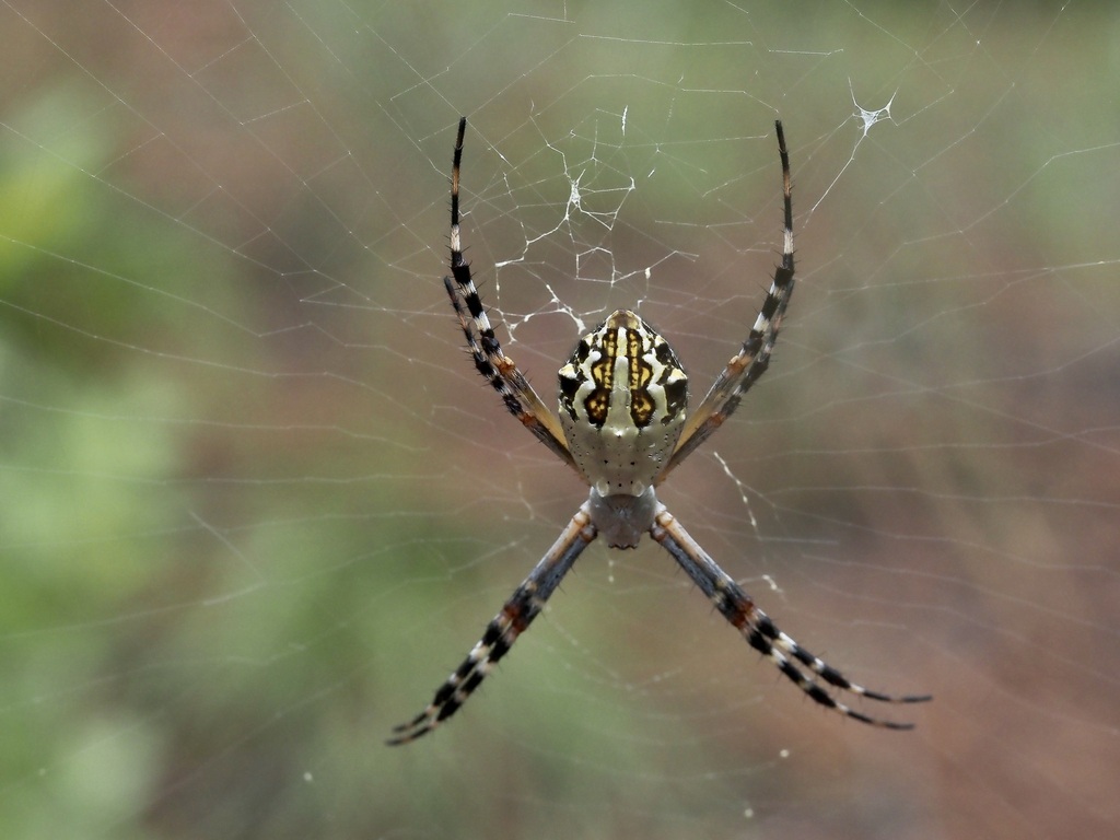 Florida Garden Spider from Chesterfield County, SC, USA on August 19 ...