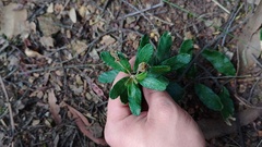 Siphocampylus columnae