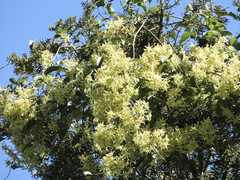 Clematis foetida