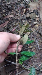 Siphocampylus columnae