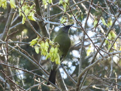 Anthornis melanura