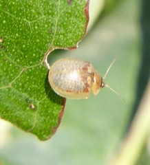 Paropsisterna m-fuscum