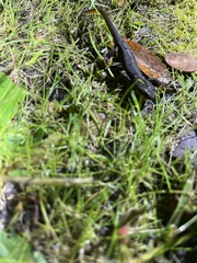Taricha granulosa