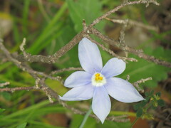 Nemastylis geminiflora