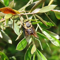 Scaptia auriflua