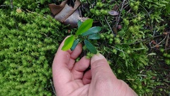 Palicourea boqueronensis