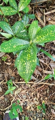 Dracaena surculosa
