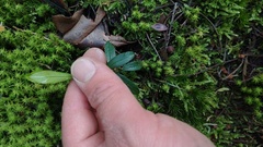 Palicourea boqueronensis