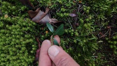 Palicourea boqueronensis