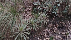 Espeletia corymbosa