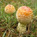 Yellow-orange Fly Agaric - Photo (c) Susan Elliott, some rights reserved (CC BY-NC), uploaded by Susan Elliott