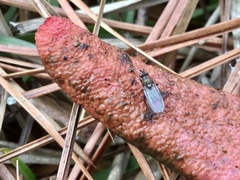 Fucellia