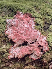 Herpothallon rubrocinctum