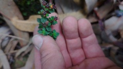 Chaetolepis microphylla