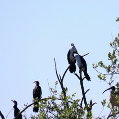 Microcarbo melanoleucos