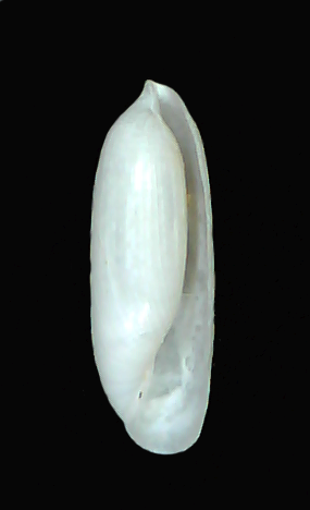Volvulella