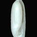 Volvulella cylindrica - Photo (c) pliffgrieff, μερικά δικαιώματα διατηρούνται (CC BY-NC-SA), uploaded by pliffgrieff