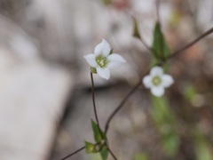 Phyllangium paradoxum
