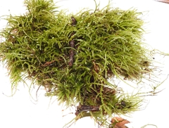 Hygroamblystegium varium