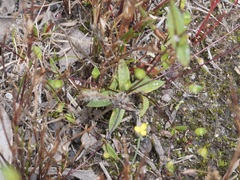 Phyllangium paradoxum