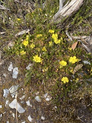 Hibbertia procumbens