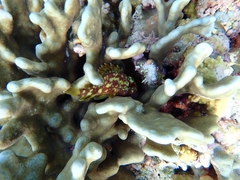 Sebastapistes cyanostigma