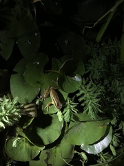 Boana pulchella