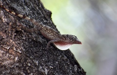 Anolis argenteolus