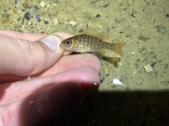 Lepomis gulosus