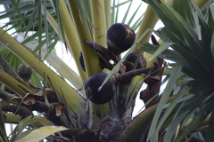 Borassus flabellifer