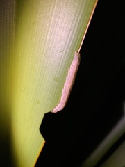 Ichneutica steropastis