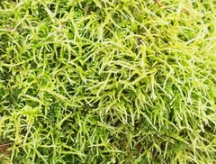 Hygroamblystegium varium