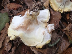 Albatrellus subrubescens