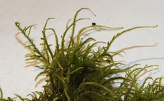 Hygroamblystegium varium