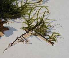 Hygroamblystegium varium