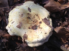 Albatrellus subrubescens