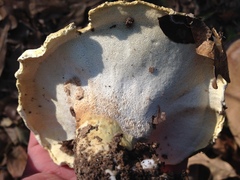 Albatrellus subrubescens